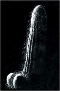Erect Cactus. Postcard.